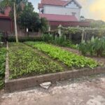 RẺ NHẤT ĐÔNG DƯ – GIA LÂM